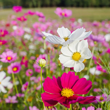 Cosmos Mixed Flower seeds for Planting Fragrant Blossoms Heirloom & GMO Free Seeds for Home Garden