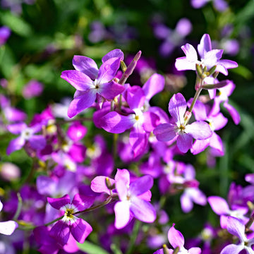 Pink EveningScented Flower Seeds for Planting Garden Favorite Heirloom & GMO Free Seeds for Home Garden
 
 Sale