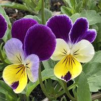 Viola Tricolor Planting Flower Seeds for Vibrant Gardens - Organic Multi-Colored Blooms