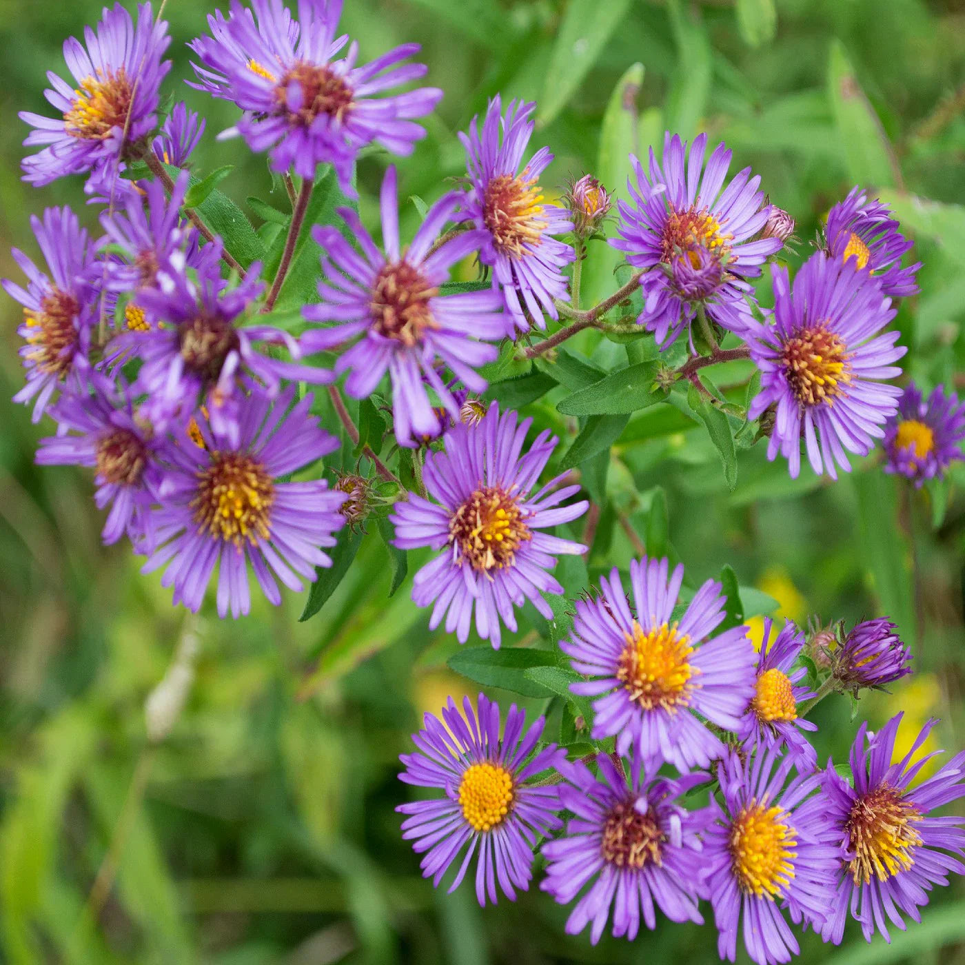 Purple Aster Novae Angliae Seeds for Perennial Planting