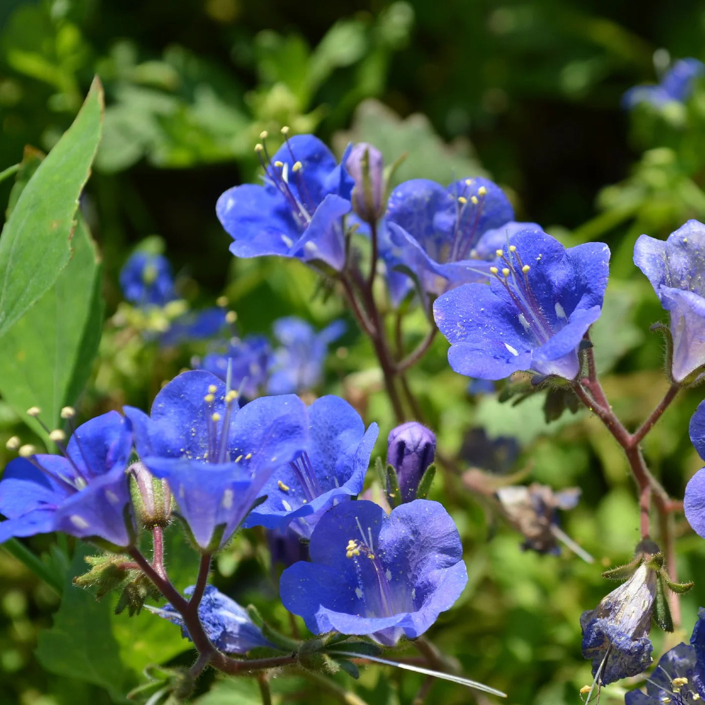 Phacelia Campanularia Flower seeds for Planting Sun Loving Heirloom & GMO Free Seeds for Home Garden