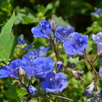 Phacelia Campanularia Flower seeds for Planting Sun Loving Heirloom & GMO Free Seeds for Home Garden