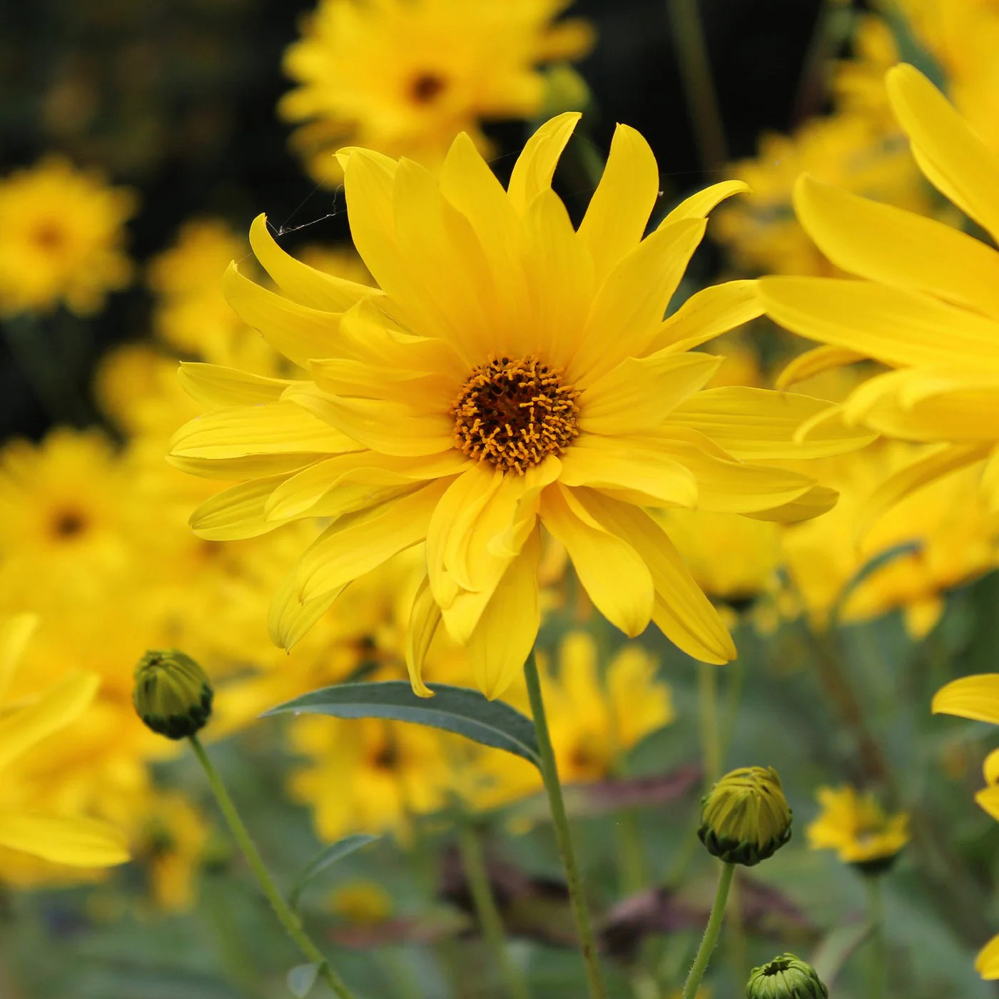 Helianthus Maximiliani Perennial Sunflower Seeds