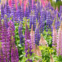 Russell Lupine Seeds Flower seeds for Planting Cottage Garden Essential Heirloom & GMO Free Seeds for Home Garden 
 
 Sale