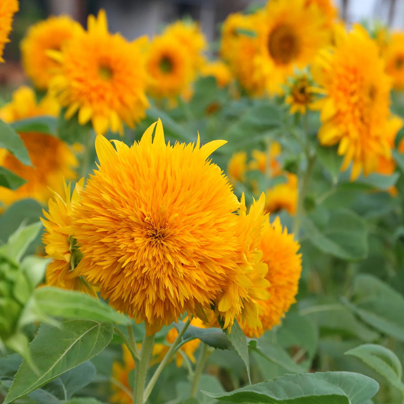 Yellow Bear SunFlower seeds for Planting - Fragrant Blossoms, Heirloom & GMO Free Seeds for Home Garden