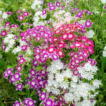 Drummondii flower planting guide for healthy plants
