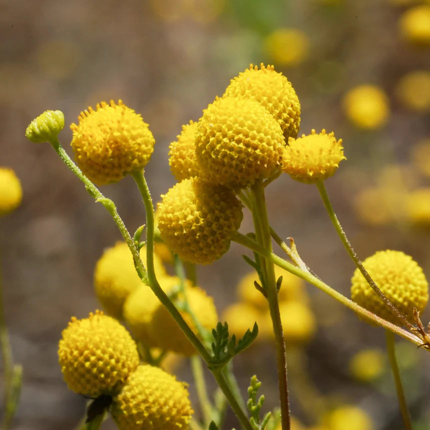 Yellow Balls or Craspedia Flower seeds for Planting - Seasonal Bloomer, Heirloom & GMO Free Seeds for Home Garden