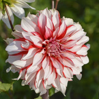 Dahlia Santa Claus Flower seeds for Planting Shade Tolerant Heirloom & GMO Free Seeds for Home Garden 
 
 Sale