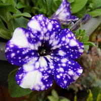 Dotted Violet Petunia Flower seeds for Planting Vibrant Colors Heirloom & GMO Free Seeds for Home Garden