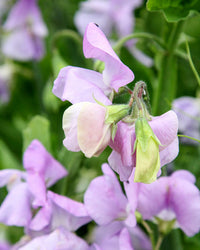 Lavender Sweet Pea Flower seeds for Planting Versatile Use Heirloom & GMO Free Seeds For Home Garden 
 
 Sale