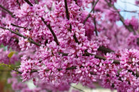Eastern Judas Tree Seeds (Cercis Canadensis) – Hardy Tree with Beautiful Pink Blooms