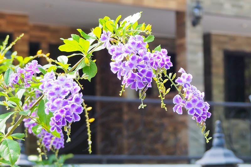 Duranta Repens Flower seeds for Planting Long Bloom Season Heirloom & GMO Free Seeds for Home Garden 
 
 Sale