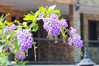 Duranta Repens Flower seeds for Planting Long Bloom Season Heirloom & GMO Free Seeds for Home Garden 
 
 Sale