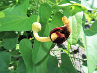 Packet of Slender Dutchman’s Pipe vine seeds for planting