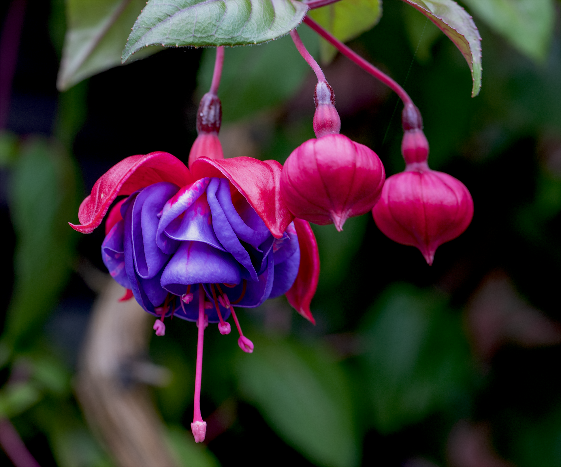 Pink Violet Fuchsia Hybrida Flower seeds for Planting Drought Tolerant Heirloom & GMO Free Seeds for Home Garden