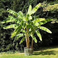 Dwarf banana seeds for planting in urban and patio gardens