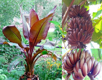 Dwarf Banana seeds for planting Musa acuminata