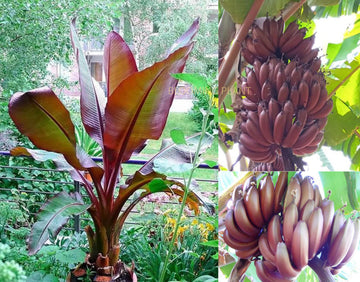 Dwarf Banana seeds for planting Musa acuminata