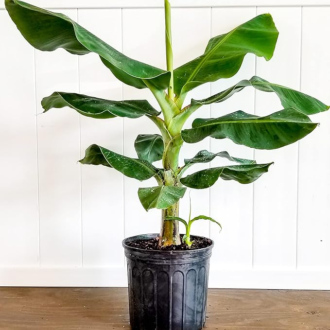 Potted dwarf banana tree suitable for balcony and terrace growing