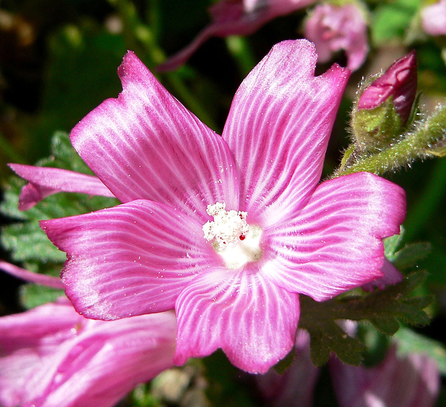 Pink Checkerbloom Flower seeds for Planting - Cottage Garden Essential, Heirloom & GMO Free Seeds for Home Garden