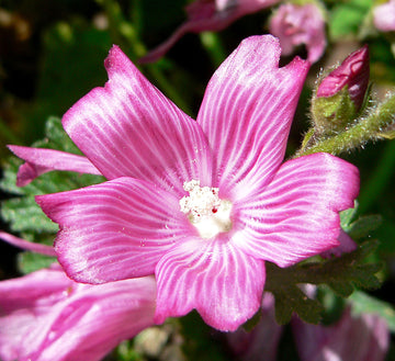 Pink Checkerbloom Flower seeds for Planting - Cottage Garden Essential, Heirloom & GMO Free Seeds for Home Garden