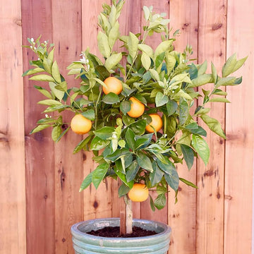 Dwarf fruit tree seeds organic non-GMO mini edible plant for indoor and outdoor gardens