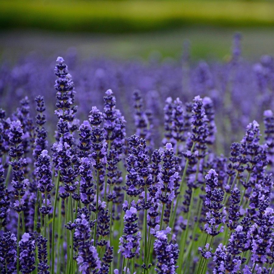 Blue Lavender Munstead Seeds for Planting