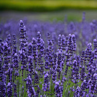 Blue Lavender Munstead Seeds for Planting