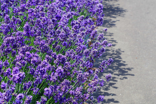 Dwarf Munstead Lavender Non-GMO Seeds for Planting