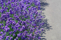 Dwarf Munstead Lavender Non-GMO Seeds for Planting