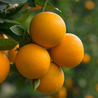 Dwarf Valencia Orange tree with ripe fruit