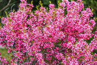 Dwarf Russian Almond (Prunus tenella) shrub seeds for planting