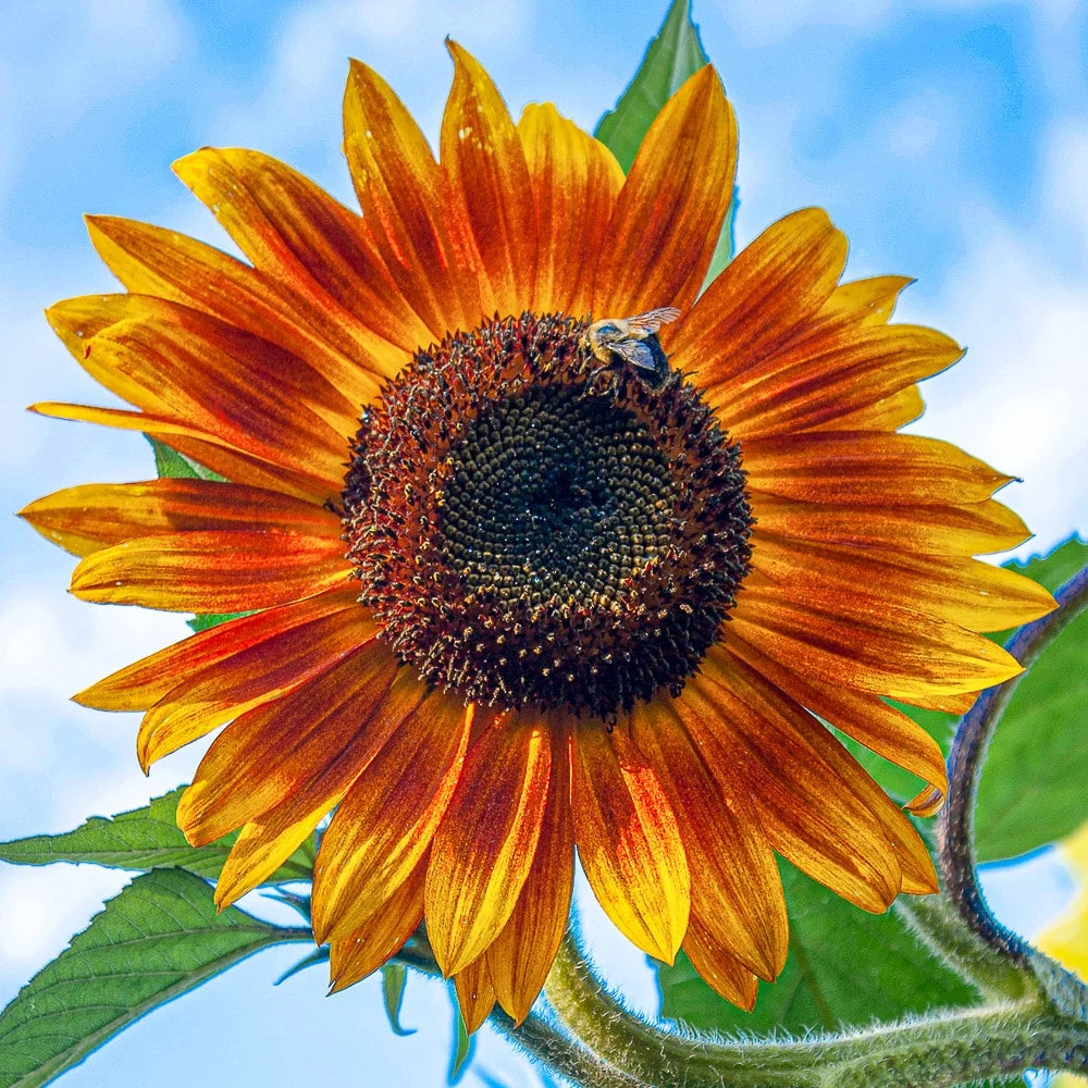 Orange Mini Sunflower Seeds for Planting, Heirloom Non-GMO Garden Seeds for Cut Flowers