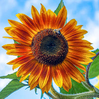 Orange Mini Sunflower Seeds for Planting, Heirloom Non-GMO Garden Seeds for Cut Flowers