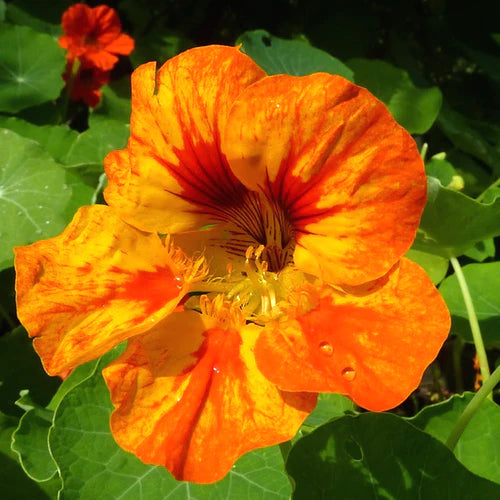 Mixed Nasturtium Flower seeds for Planting Fragrant Blossoms Heirloom & GMO Free Seeds for Home Garden 
 
 Sale
