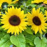 Sunflower Flower seeds for Planting Shade Tolerant Heirloom & GMO Free Seeds for Home Garden