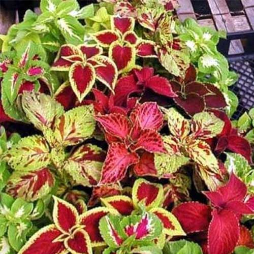 Brown Coleus for Planting Bright Blooms Heirloom & GMO Free Seeds for Home Garden
 
 Sale