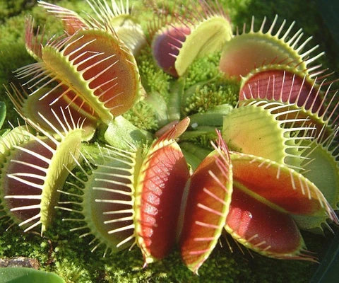 Pink Green Sundew for Planting Premium Quality Heirloom & GMO Free Seeds for Home Garden
 
 Sale