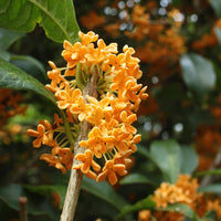 Orange Osmanthus Flower Seeds for Planting Low Maintenance Heirloom & GMO Free Seeds for Home Garden
 
 Sale