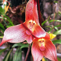 Heirloom Pink Monkey Face Orchid Flower seeds for Planting - Low Maintenance, Heirloom & GMO Free Seeds for Home Garden