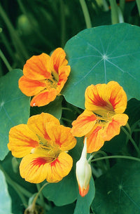 Yellow Tropaeolum Majus Flower seeds for Planting Attractive Flowers Heirloom & GMO Free Seeds For Home Garden 
 
 Sale