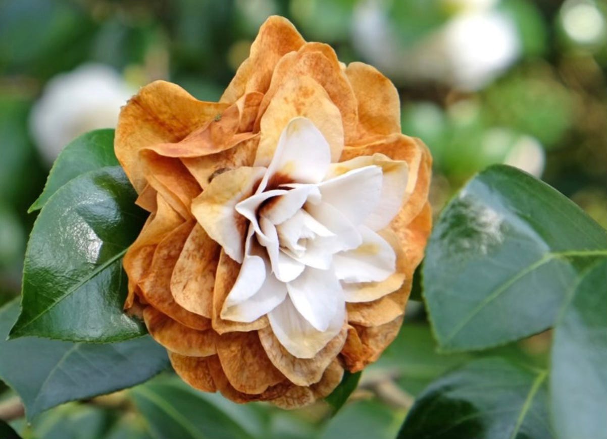 Orange White Camellia Flower seeds for Planting - Hardy Variety, Heirloom & GMO Free Seeds for Home Garden