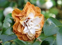 Orange White Camellia Flower seeds for Planting - Hardy Variety, Heirloom & GMO Free Seeds for Home Garden