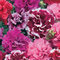 Multi-Flowered Double-Petal Petunia Seeds for Planting - Garden Blooms