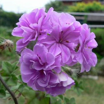 Purple Geranium Pelargonium Flower Seeds for Planting Vibrant Colors Heirloom & GMO Free Seeds for Home Garden
 
 Sale