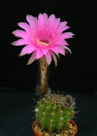 Kakteen Flower seeds for Planting Seasonal Bloomer Heirloom & GMO Free Seeds for Home Garden 
 
 Sale