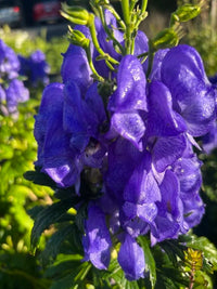 Aconitum Napellus Flower seeds for Planting Cut Flower Favorite Heirloom & GMO Free Seeds for Home Garden