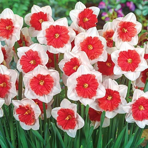 White Red Double Narcissus Flower Seeds for Planting Colorful Display Heirloom & GMO Free Seeds for Home Garden
 
 Sale