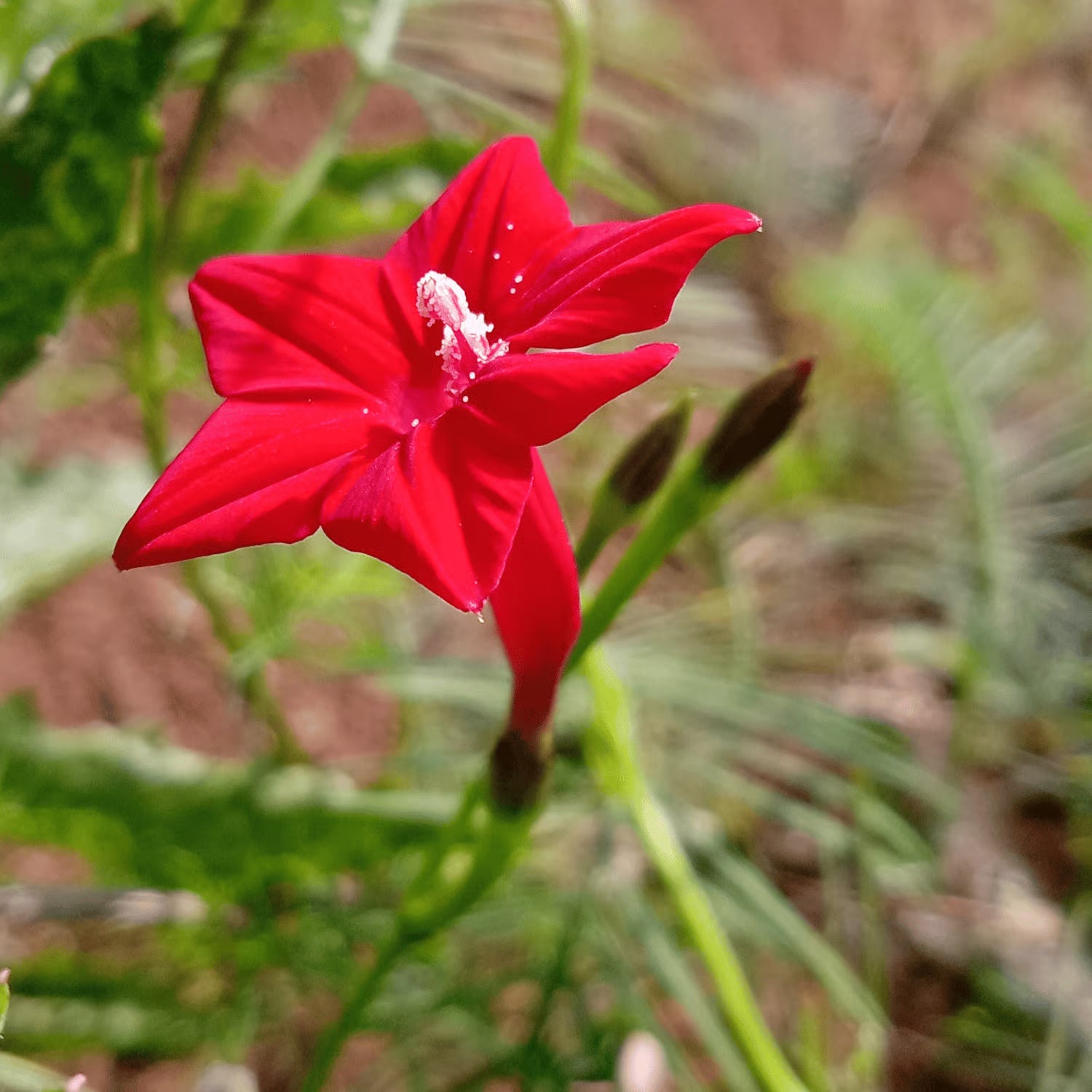 Red Cypress Flower Planting Seeds - Grow Vibrant Flowers for Your Garden