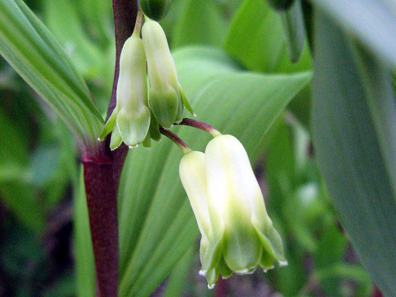 Polygonatum Flower seeds for Planting Colorful Display Heirloom & GMO Free Seeds for Home Garden 
 
 Sale